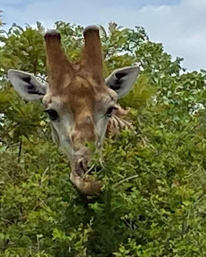 Overnight Stop Before Kruger National Park Phalaborwa Dış mekan fotoğraf