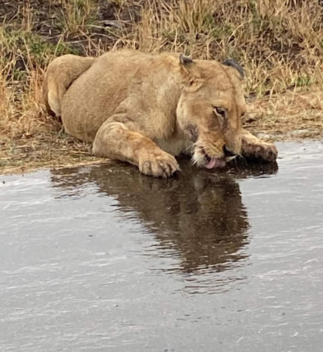 Overnight Stop Before Kruger National Park Phalaborwa Dış mekan fotoğraf