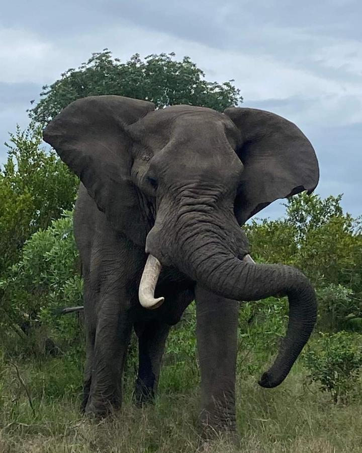 Overnight Stop Before Kruger National Park Phalaborwa Dış mekan fotoğraf